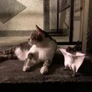 しむ実