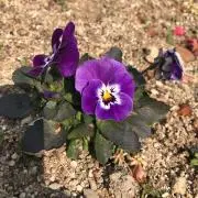 えりんぎ