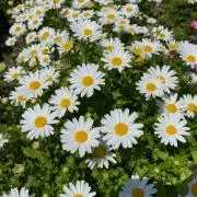 Image of はな