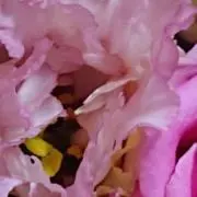 キャロットの画像