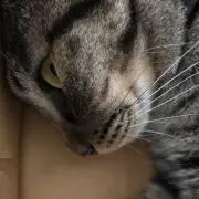 guchuanの画像