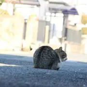 たの画像