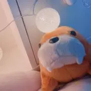 まほ
