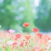 紫苑の画像