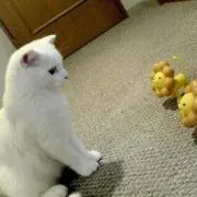 しー