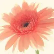 もかぺん