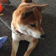 チビマリ0423の画像