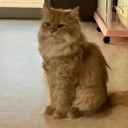 nyankoの画像