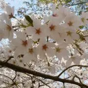 おもち