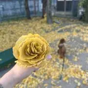 らいの画像