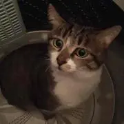 なお