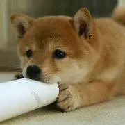 パピィ