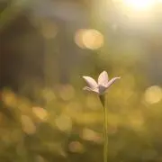 咲夜の画像