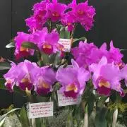 konkonの画像