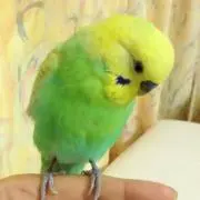 ぷりりんの画像