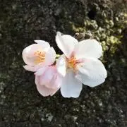 rabbit0804の画像