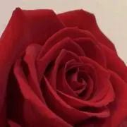 m.rの画像