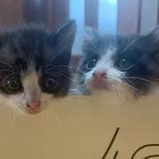 Necocoの画像