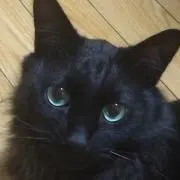 ミーコ
