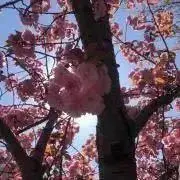 久米の画像
