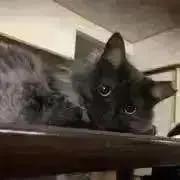 サリアの画像