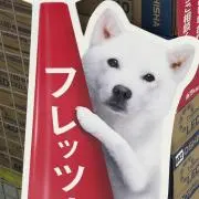 ぽむむの画像