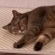 tekitouの画像