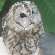 ももきち