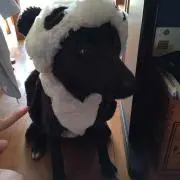しろこ