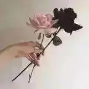 ナミの画像