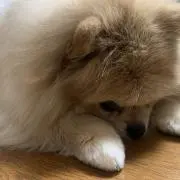 ＊まろん＊