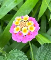 Cohana •ᴗ•☘︎の画像