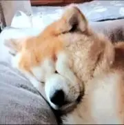 【レア物多数出品中】イワちゃんの画像