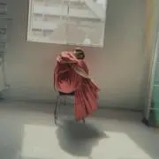 momoの画像