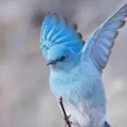 ブルーミントの画像