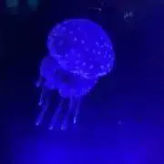 じみんの画像