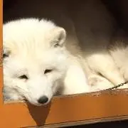 ゆっこの画像