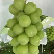 マスカット