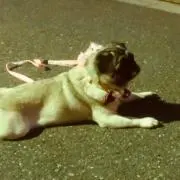 ぱぐの画像