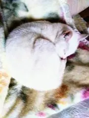 うめこぶ