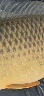 k.carpの画像