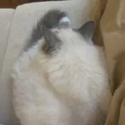 なつ