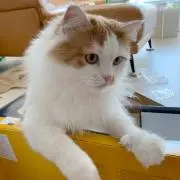 けめめ