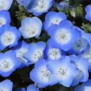 きょうこの画像