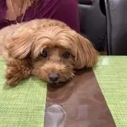 Gina