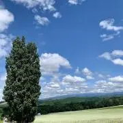 mihaの画像
