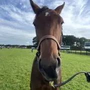 額装HOLSTEEマニフェストRachael Beresh サイン入り - メルカリ