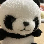 pandaNの画像
