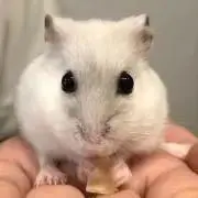 ☆しらたま☆