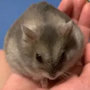 あお